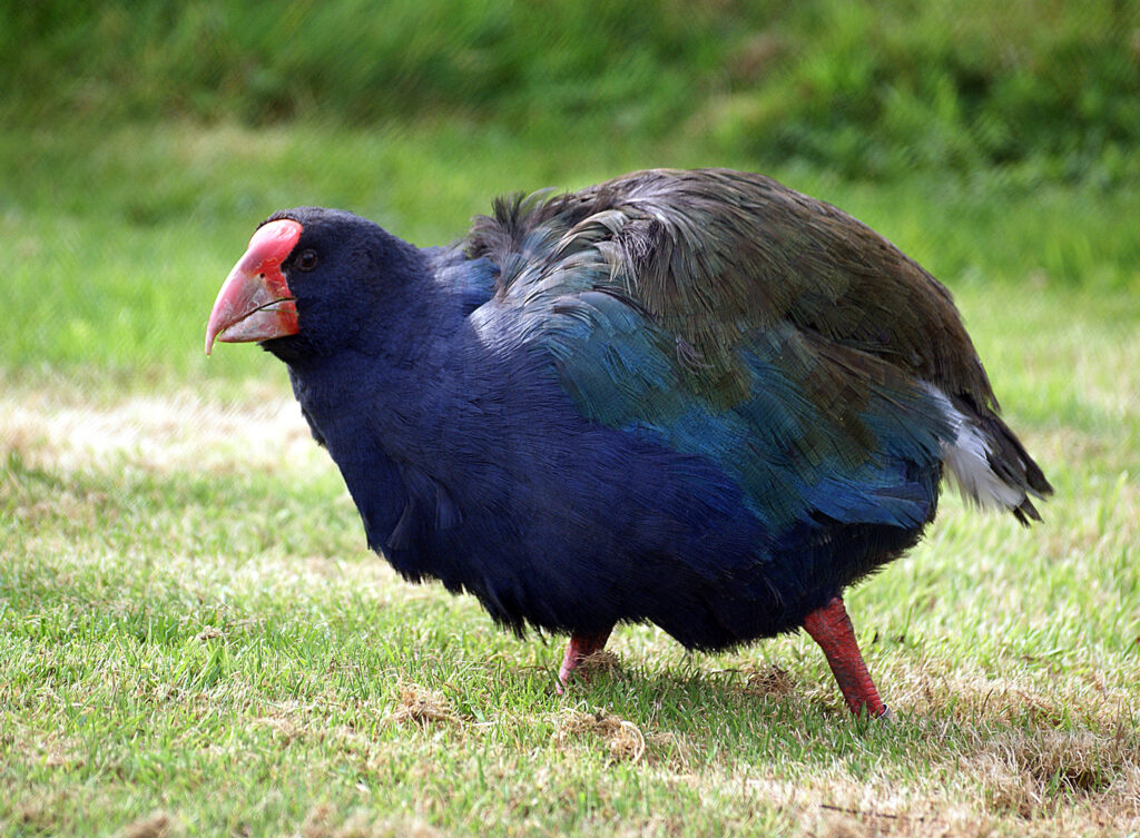 14 Animals Scientists Quietly Removed From the Extinct List