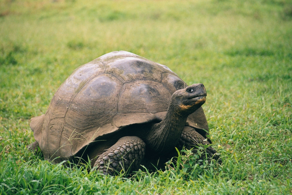 12 Creatures Declared Extinct That Keep Being Sighted
