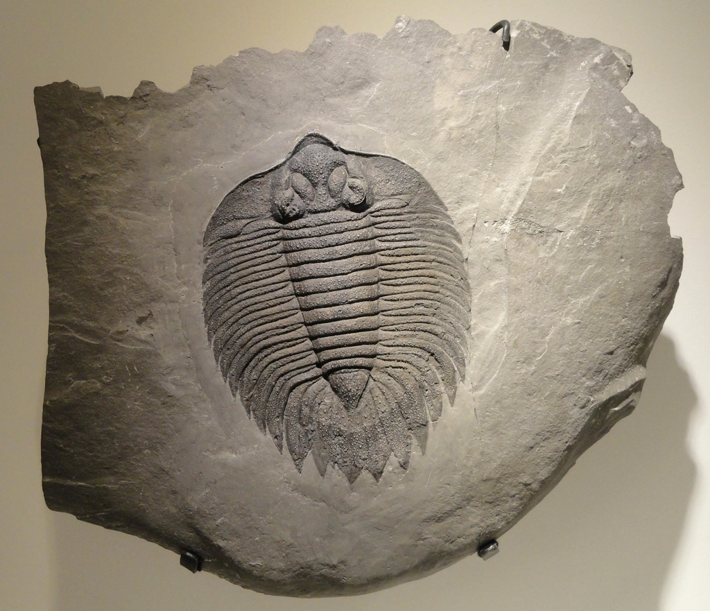10 Fossil Discoveries That Dumbfounded Paleontologists Worldwide