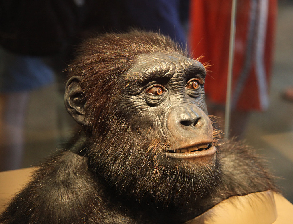 Scientists Say the Last Common Ancestor of Humans and Chimpanzees May Have Looked Very Different From What We Once Imagined