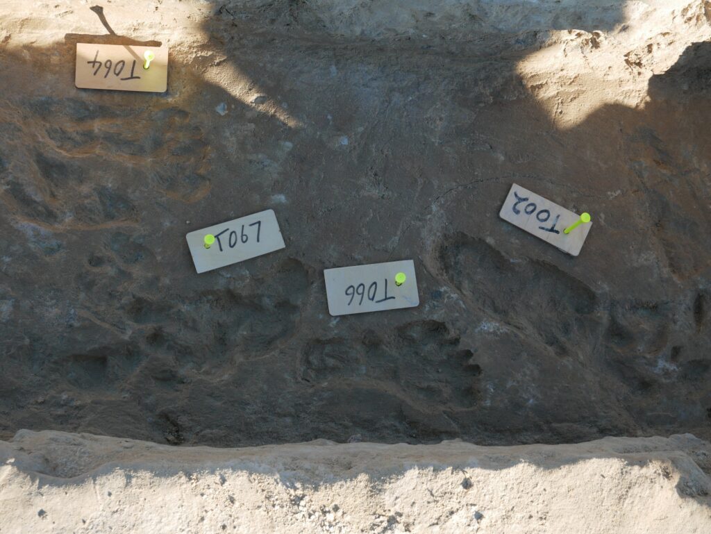 The Prehistoric Human Footprints Discovered in New Mexico Were So Well Preserved and So Old That Scientists Initially Refused to Publish the Findings Because the Implications Were Too Significant