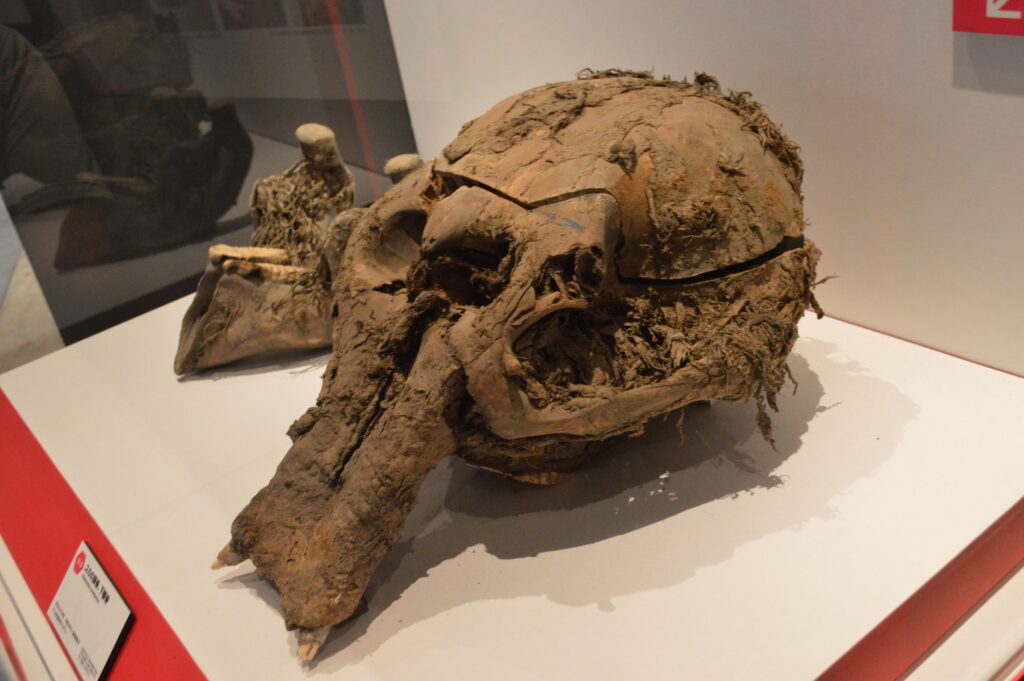 12 Prehistoric Discoveries So Strange That Scientists Initially Refused to Believe They Were Real
