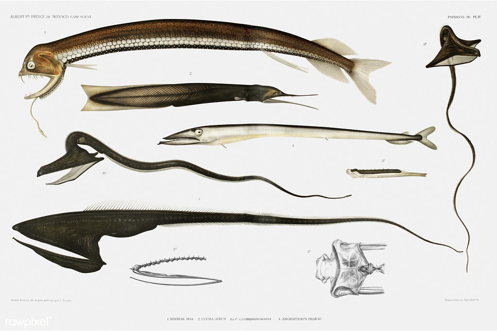 New Deep-Sea Discoveries Are Producing Animals So Unusual That Biologists Are Questioning Whether Some Evolutionary Lineages We Thought Were Extinct Are Actually Still Active