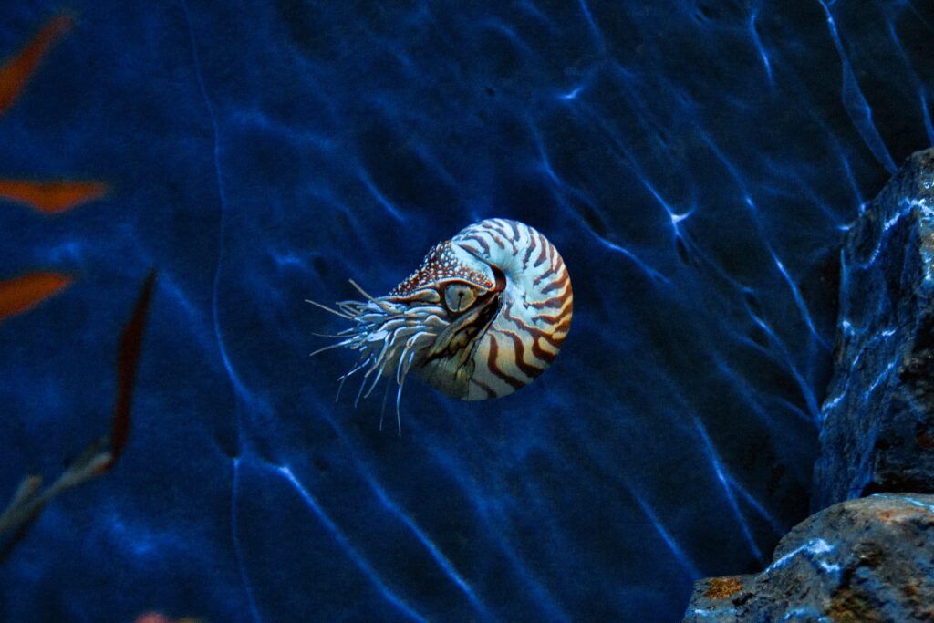 The Nautilus Has Been Swimming Through Earth's Oceans Since Before the Dinosaurs Existed and New Research Suggests It May Have Been Quietly Changing in Ways We Cannot See