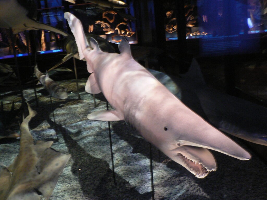 The Goblin Shark Has Barely Changed in 125 Million Years Lives in Depths Where Almost Nothing Else Survives and Is Still Not Fully Understood by Marine Science