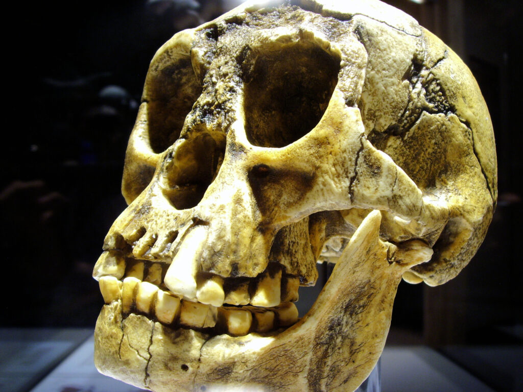 Which Prehistoric Human Species Would You Have Been Based on the Traits Anthropologists Have Identified as Dominant Across Each Known Hominid Group