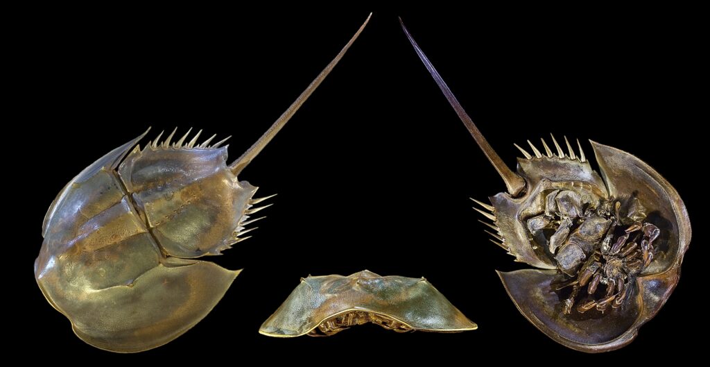 The Horseshoe Crab Has Not Meaningfully Changed Its Body Plan in 450 Million Years and Scientists Are Only Now Understanding Why Evolution Left It Alone