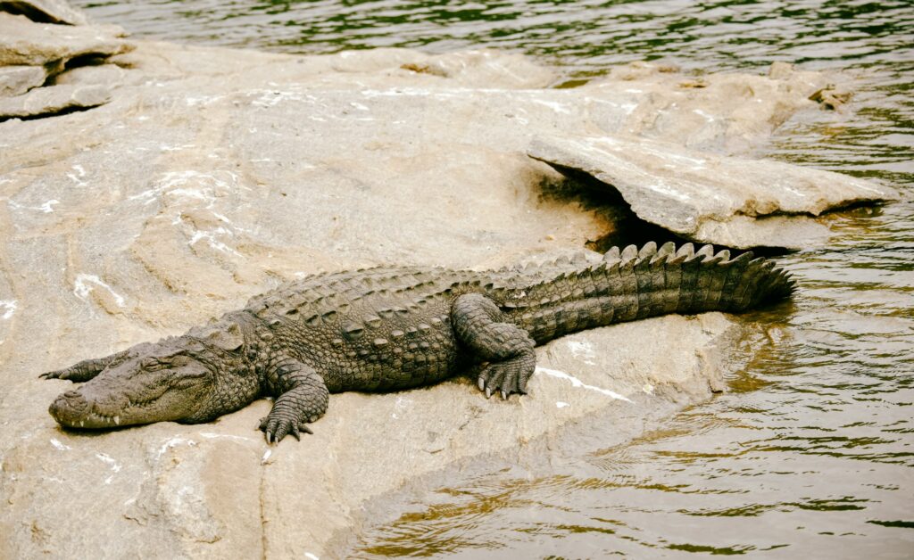 Crocodilians Survived the Extinction That Killed Every Non-Bird Dinosaur and the Specific Traits That Allowed Them to Do So Are Now Being Studied for Climate Adaptation Research