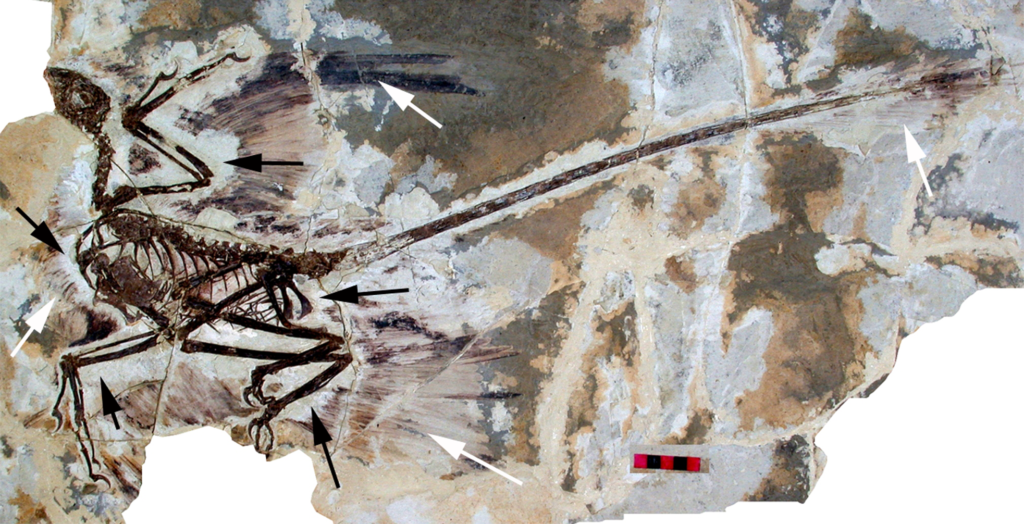New Fossil Discoveries Suggest Feathered Dinosaurs Were Far More Diverse Than Scientists Ever Imagined
