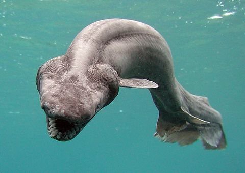Researchers Believe Some Ancient Sharks Survived Mass Extinctions That Eliminated Nearly Everything Else