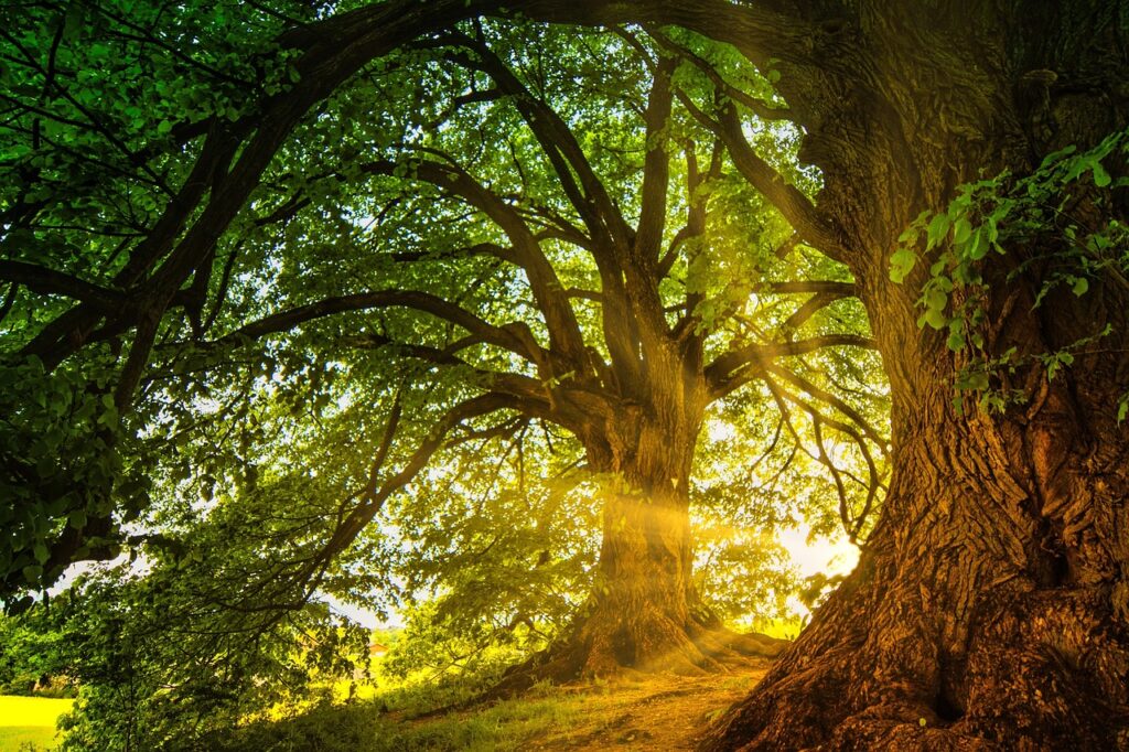 Researchers Have Identified One of Earth's Oldest Known Forests - Revealing Trees Were Transforming the Planet Earlier Than Expected