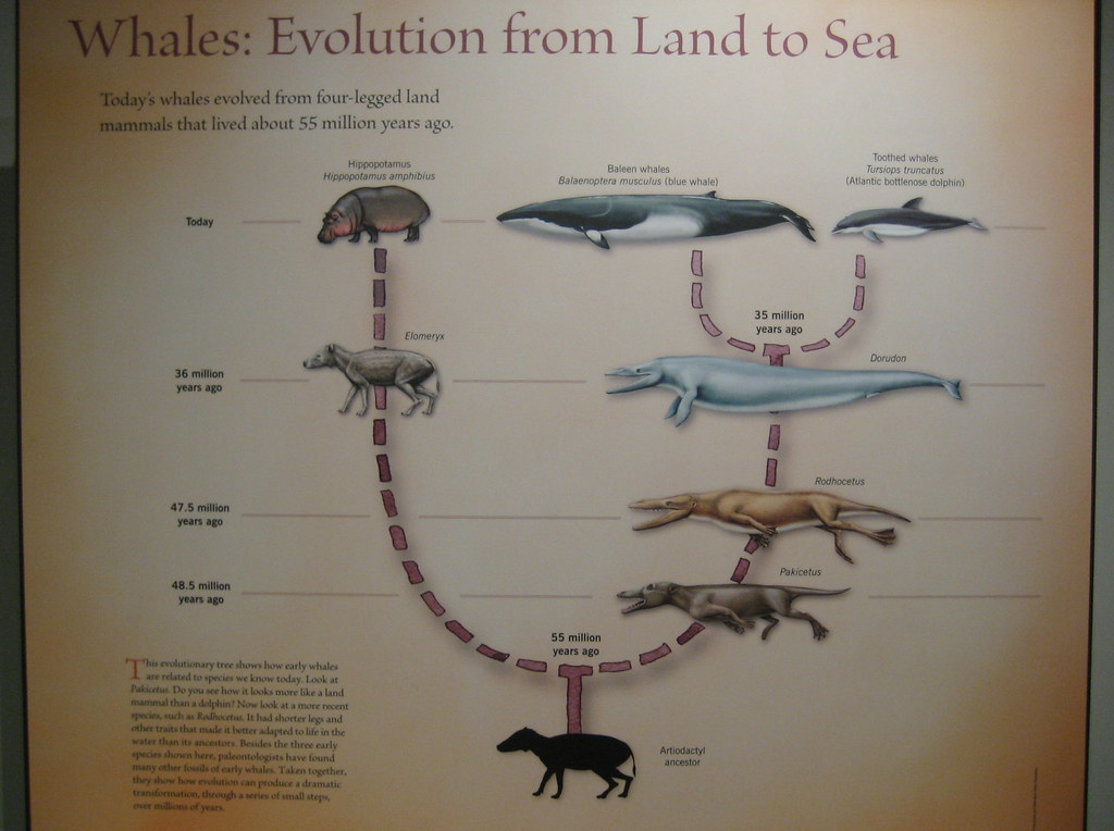 Scientists Now Believe the Ancestors of Whales Once Walked Across Ancient South Asia Before Returning to the Sea