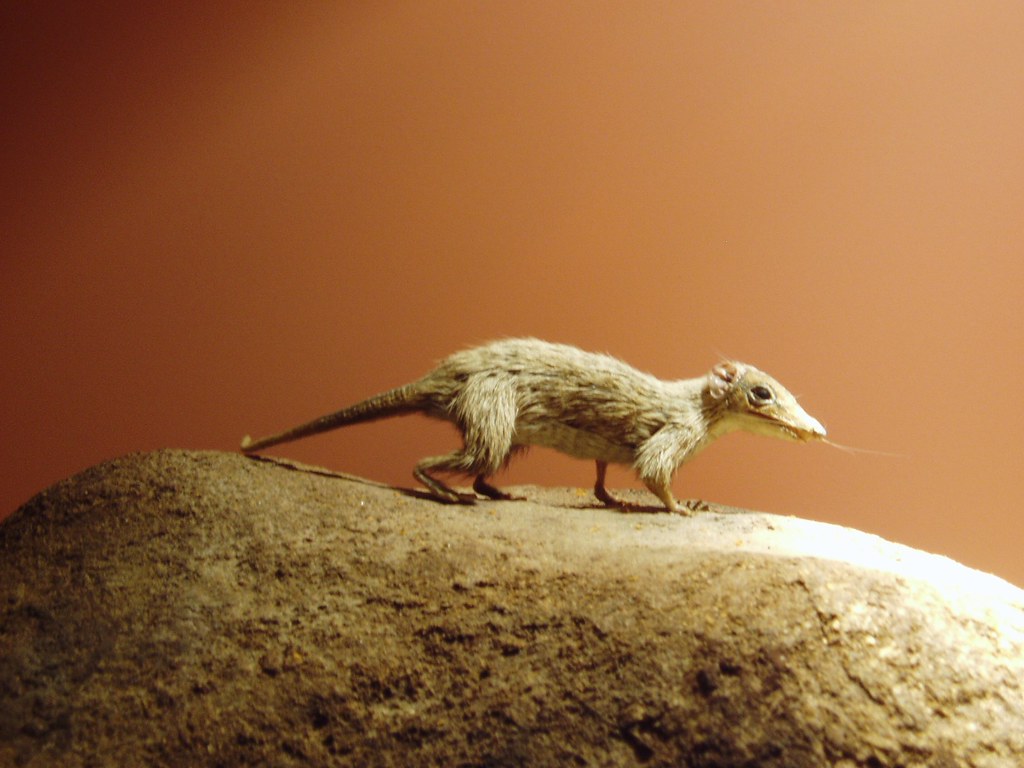 Your True Prehistoric Spirit Animal Is Not a Dinosaur - It Is the Ancient Mammal That Survived the Extinction and Became the Ancestor Of Everything You Love About Modern Wildlife