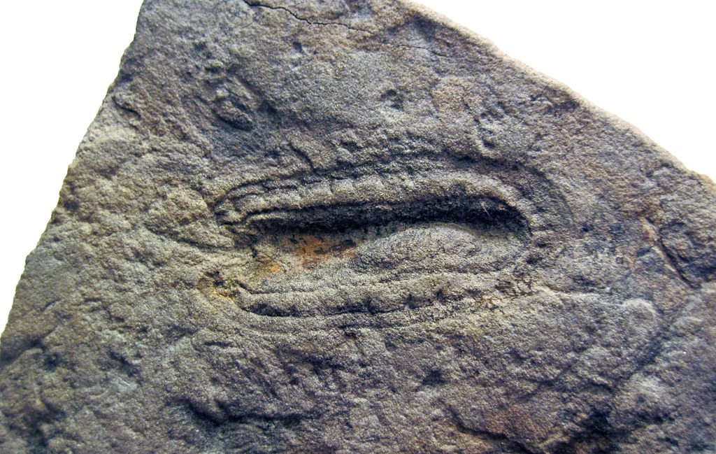 Researchers Now Believe Earth's Earliest Animals May Have Appeared Millions of Years Before the Cambrian Explosion