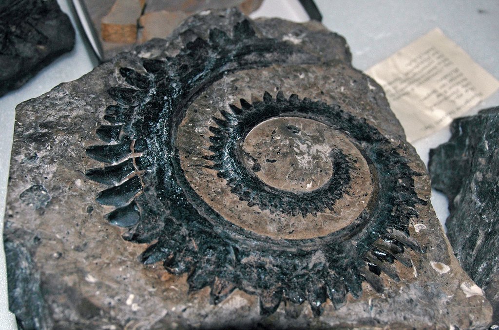 13 Fossils That Have Baffled Palaeontologists Since the Day They Were Found