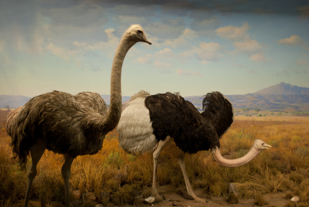 14 Things Modern Birds Still Do That Dinosaurs Did First