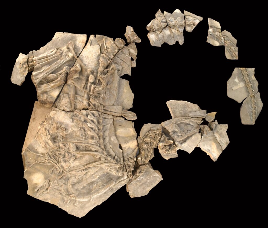 17 Discoveries That Left Palaeontologists With More Questions Than Answers