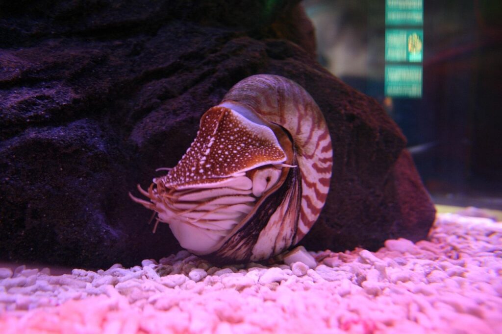 13 Animals Alive Today That Have Barely Changed in 100 Million Years