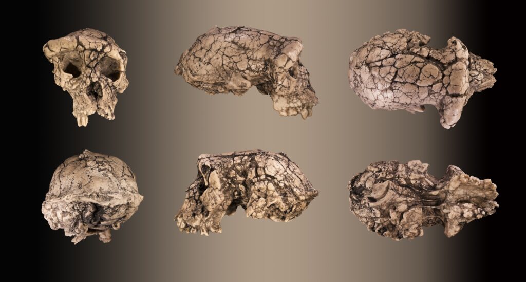 14 Ancient Remains Scientists Still Cannot Classify Properly