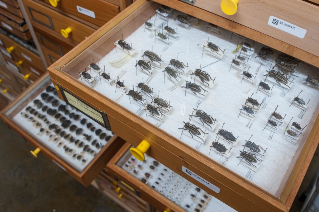 15 Specimens Sitting in Museum Drawers That Have Never Been Studied