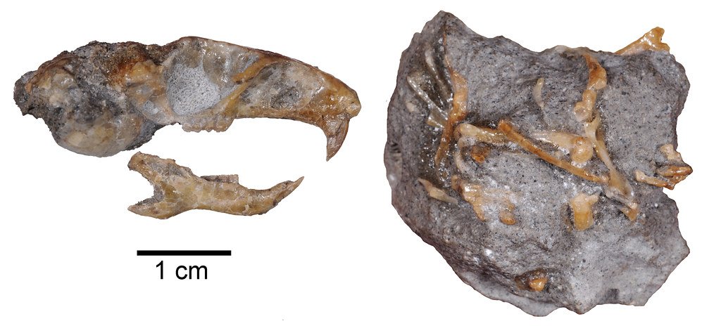 Scientists Have Identified Fossils That Suggest Mammals Began Diversifying Before the Dinosaurs Went Extinct