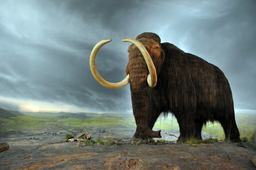 13 Things You Would Notice First Standing Beside a Living Mammoth