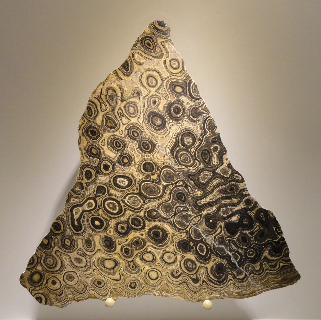 14 Discoveries That Changed What Scientists Believe About Ancient Life