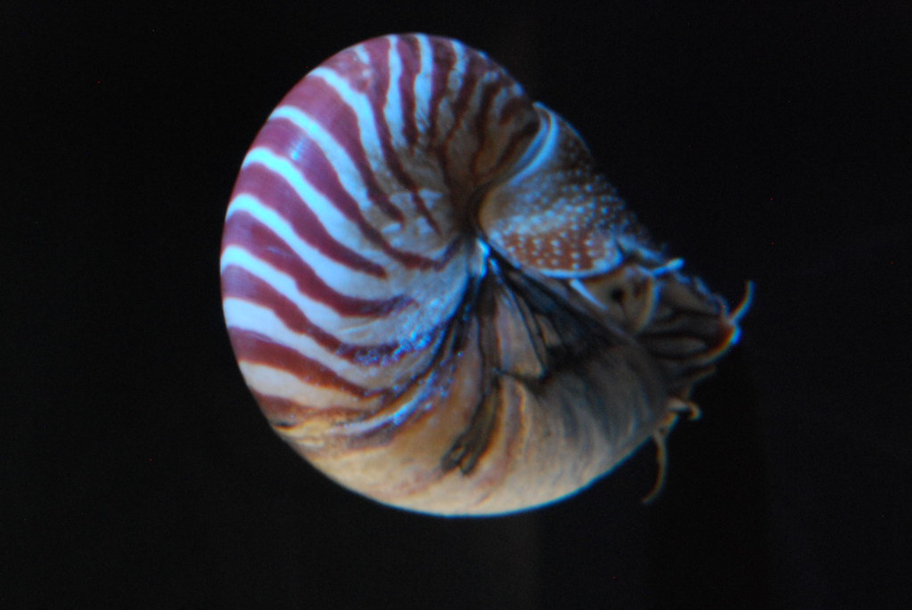 Every Zodiac Sign Has a Living Fossil Counterpart - an Animal So Unchanged From Prehistoric Times That Connecting With It Is Essentially Connecting With Deep Time