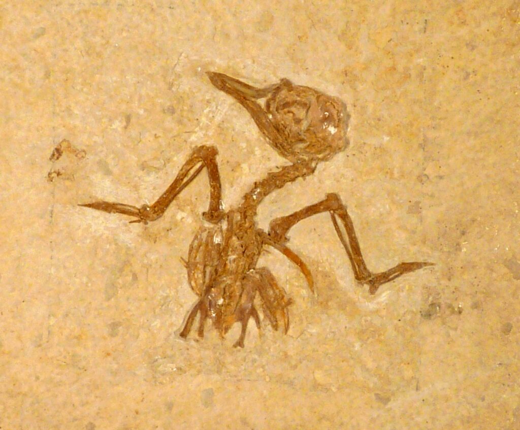 Scientists Have Found Evidence That Some Prehistoric Birds Lived Alongside the Last Non-Avian Dinosaurs