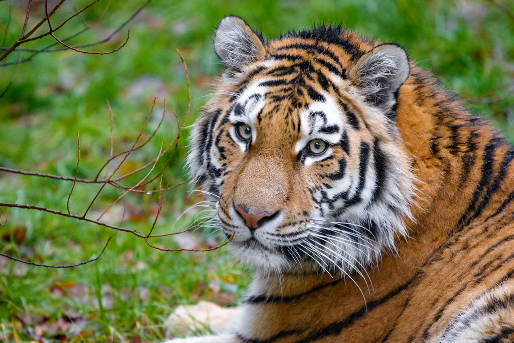 Psychology Says Our Fascination With Powerful Predators May Reach Back to a Time When Humans Lived Beside Them