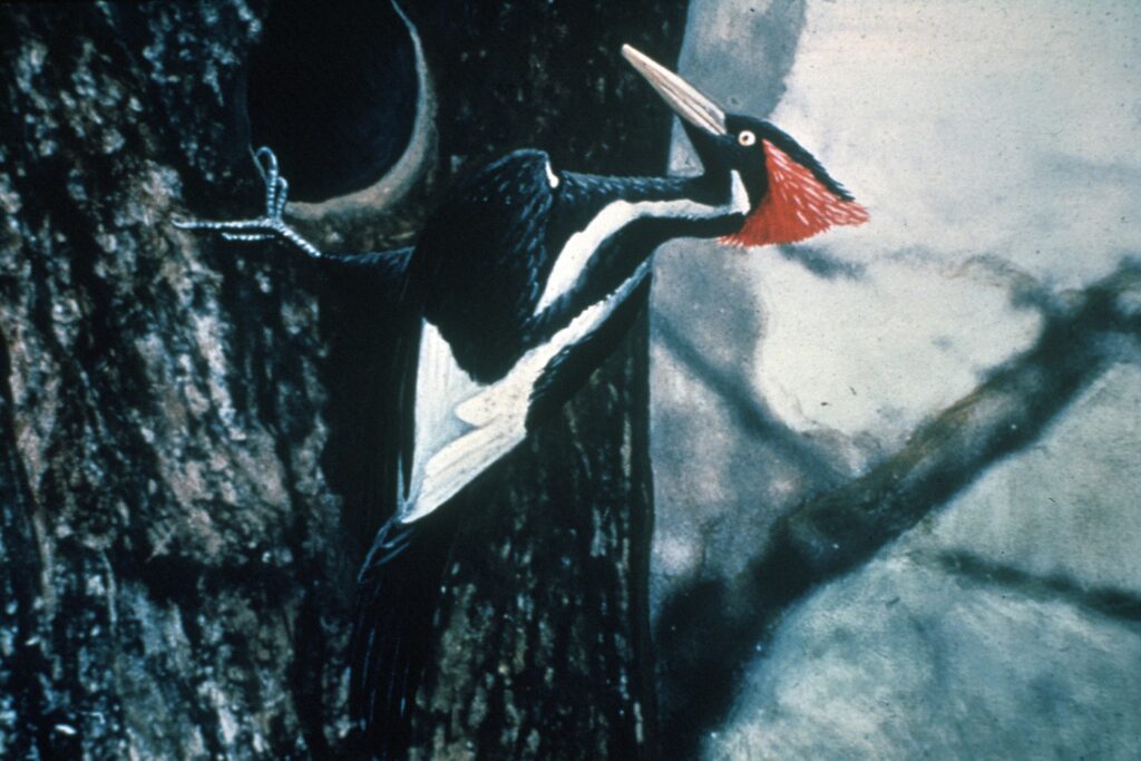 14 Creatures Declared Extinct That Local Hunters Still Report Seeing
