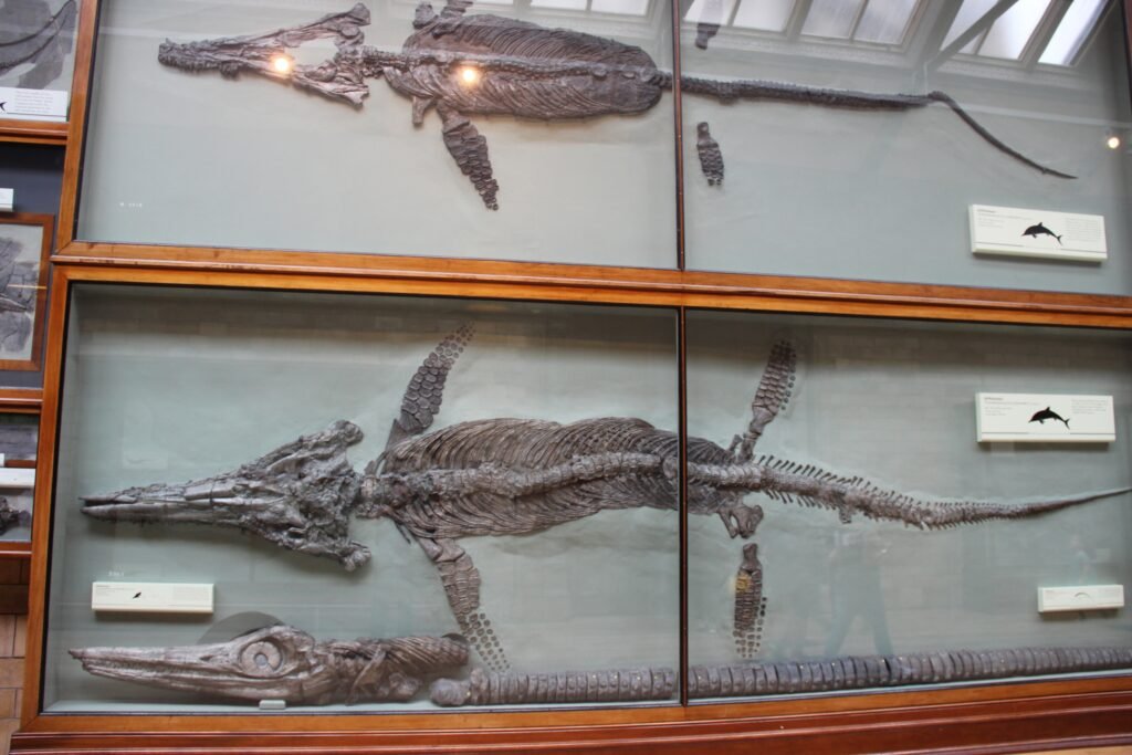 14 Prehistoric Sea Monsters Scientists Reconstructed From Almost Nothing