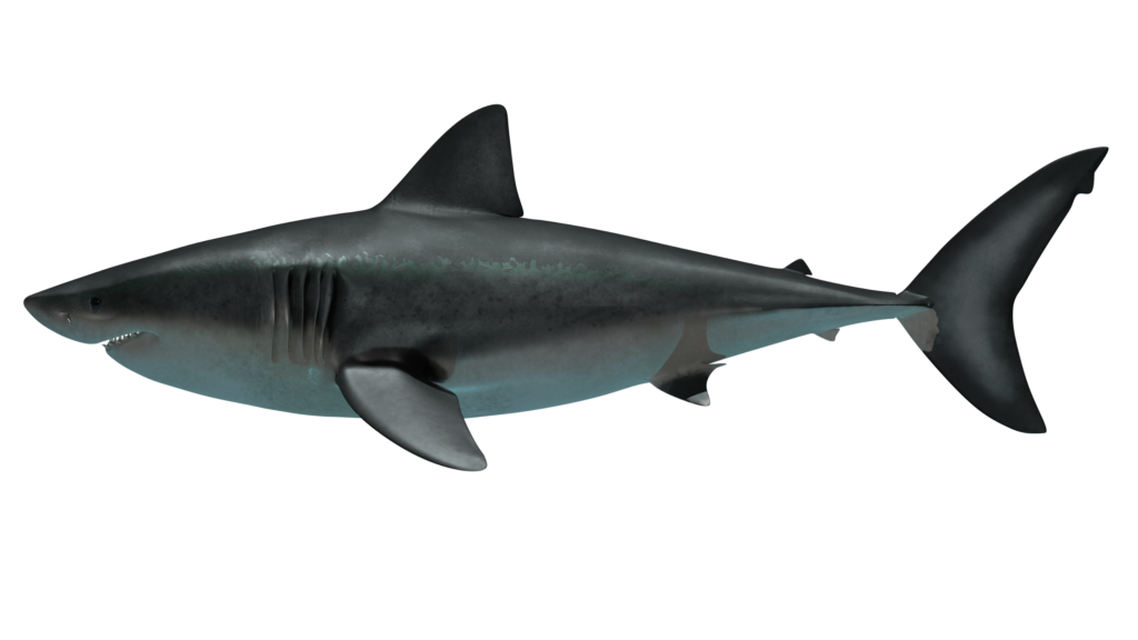 13 Megalodon Claims Researchers Now Concede Were Never Supported