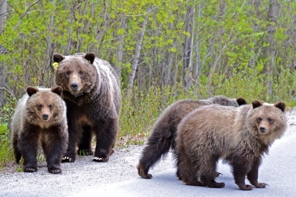 13 Grizzly Bear Findings Researchers Quietly Removed From Later Studies