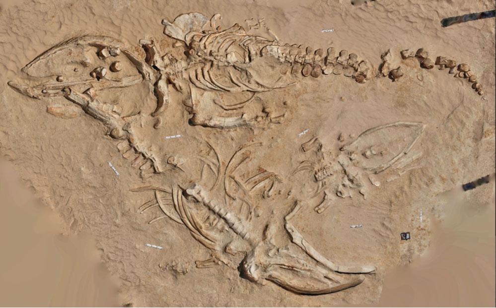 13 Marine Fossils Found Hundreds of Miles From Any Ocean