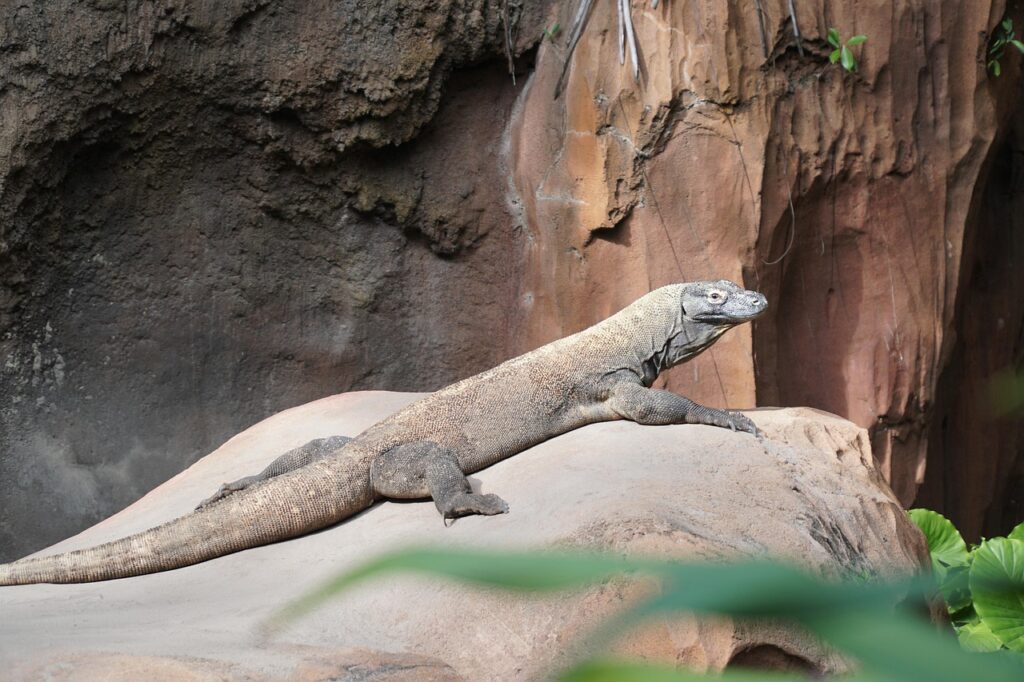 13 Reptile Facts Researchers Now Concede Came From One Bad Study