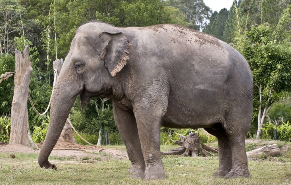 14 Elephant Findings Researchers Have Never Managed to Replicate