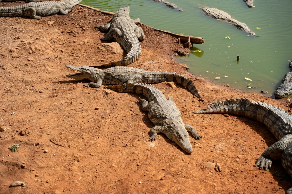 13 Crocodile Behaviours Researchers Have Never Been Able to Explain