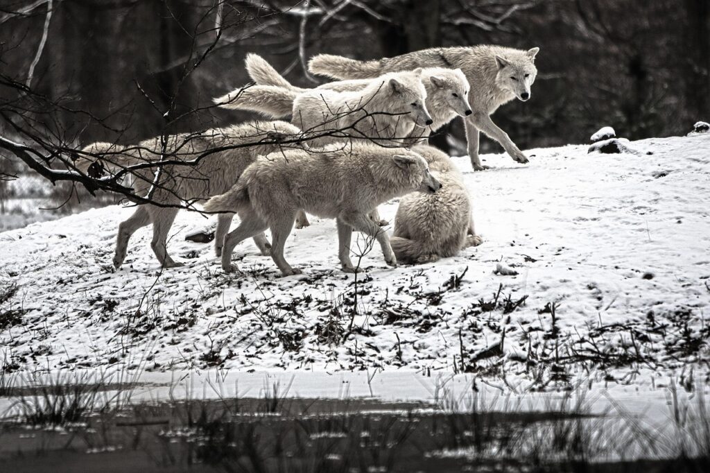 15 Wolf Facts Biologists Now Concede Were Based on Bad Data