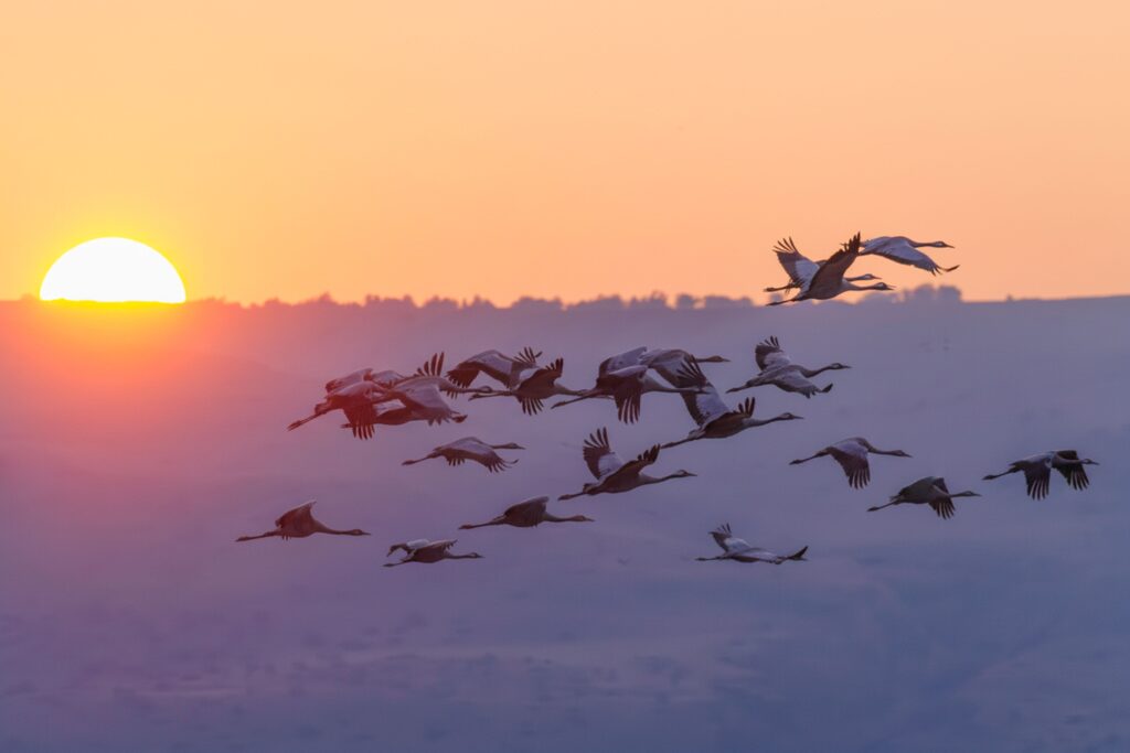 14 Bird Migration Findings Researchers Quietly Withdrew Without Comment