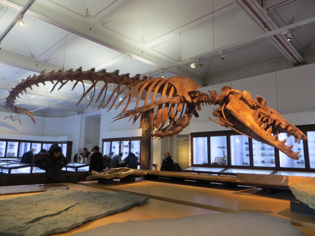 8 Fossils That Prove Evolution Has Produced Some Seriously Weird Animals