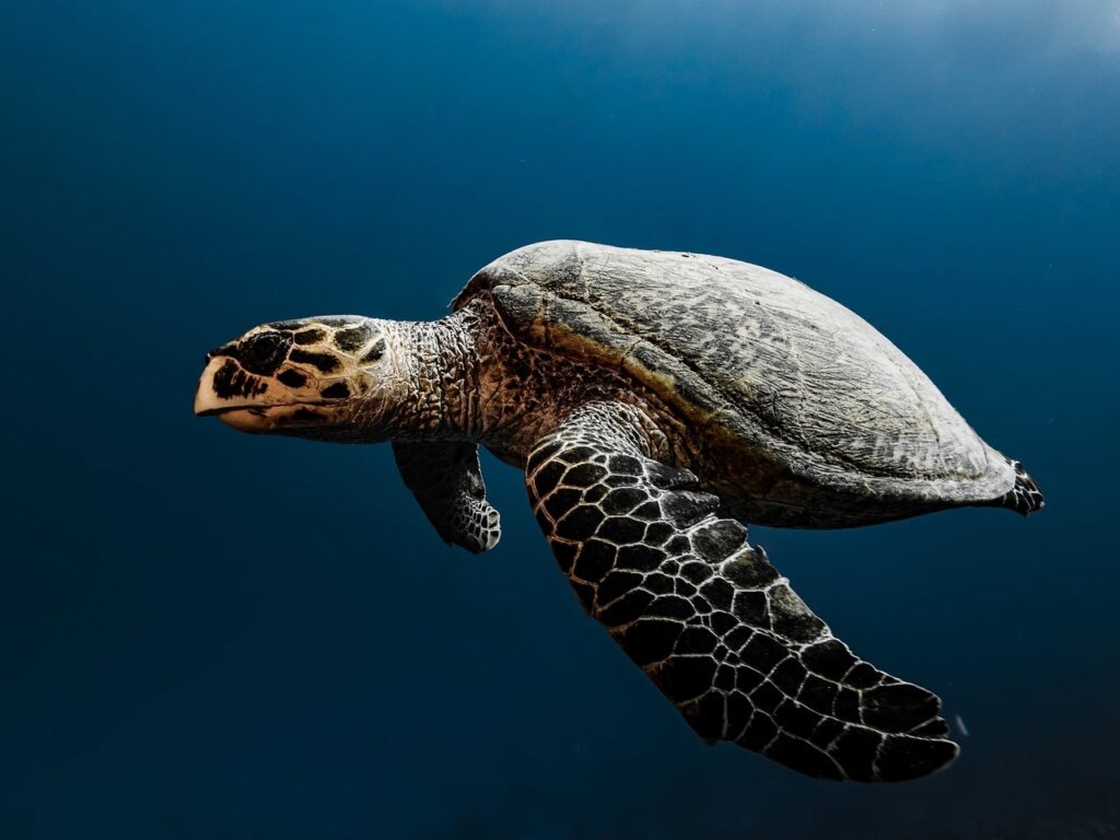 7 Prehistoric Creatures That Survived for Astonishingly Long Stretches of Geological Time