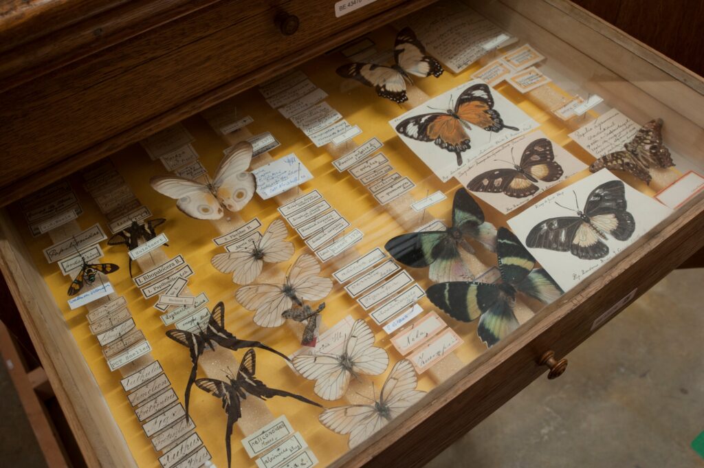 13 Museum Basements Holding Specimens No Curator Has Catalogued In Decades