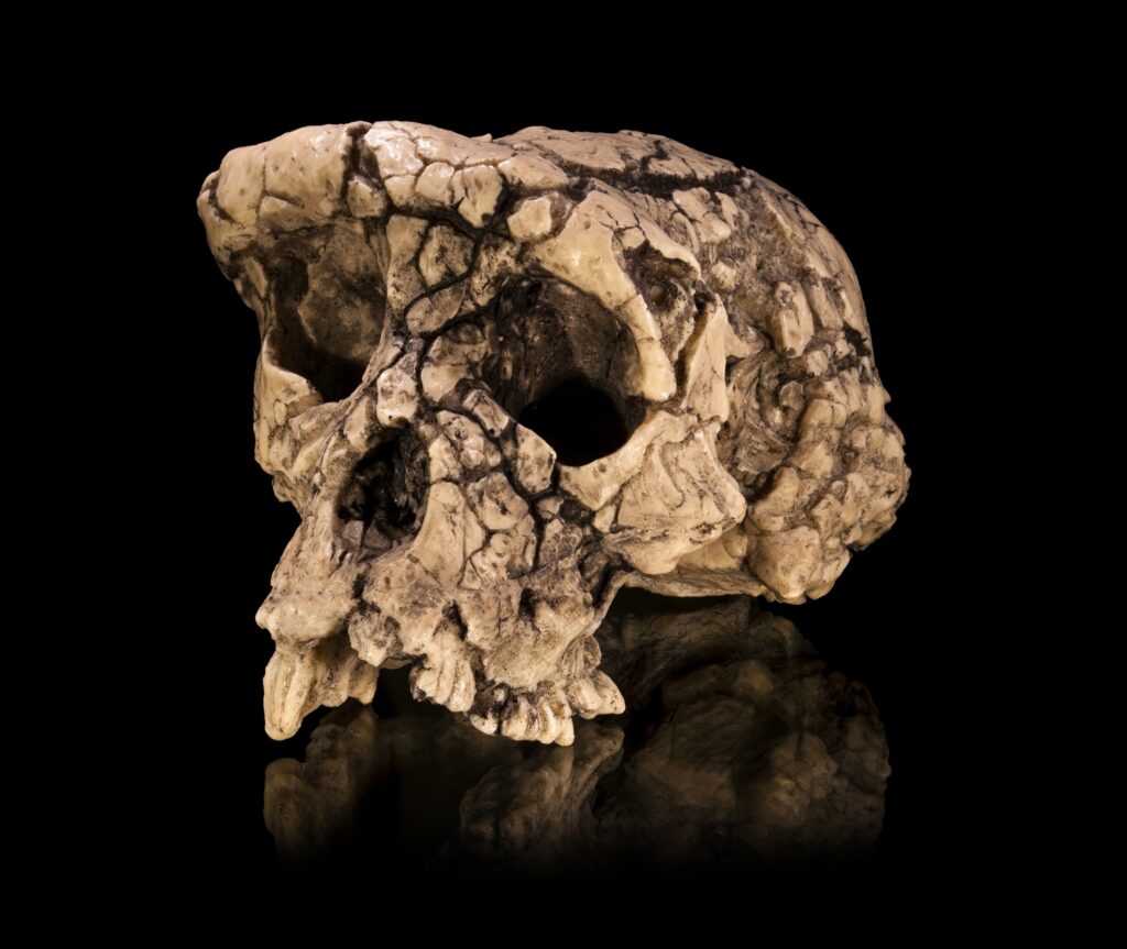 13 Ancient Skulls Anatomists Now Concede Belong To No Known Species