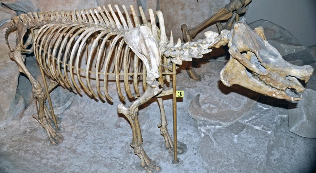 14 Fossils Museums Now Admit Were Assembled From Several Different Animals