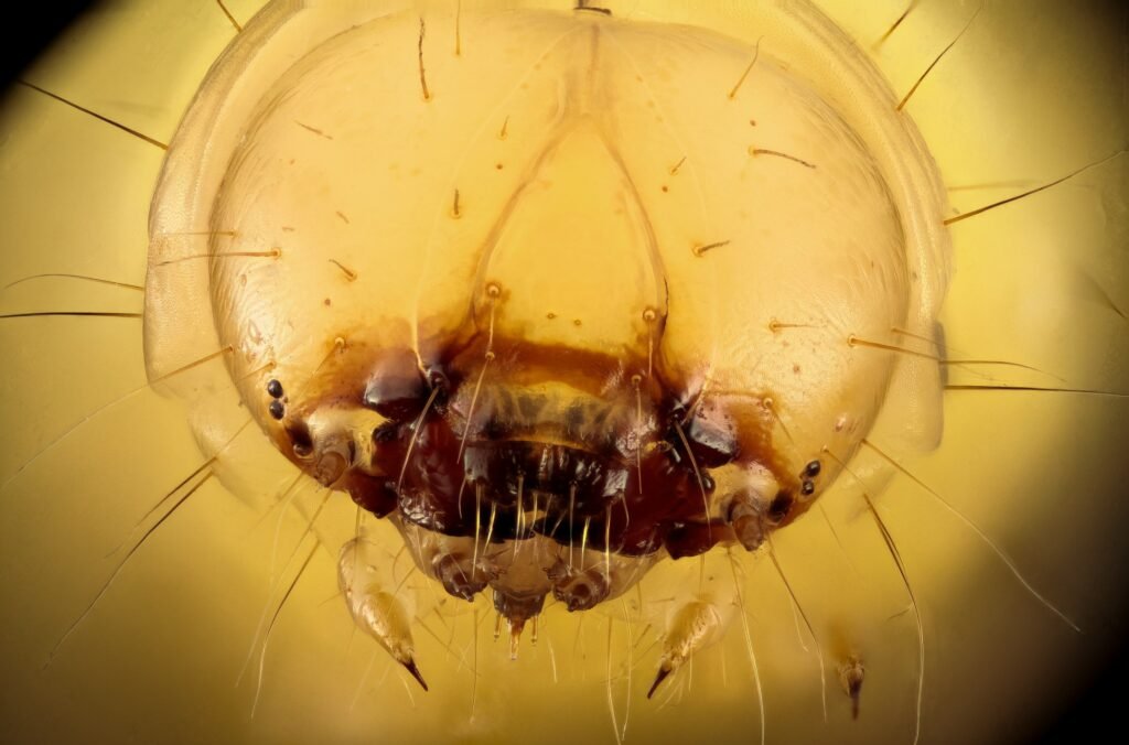 13 Amber Specimens Containing Creatures Science Has Never Been Able To Name
