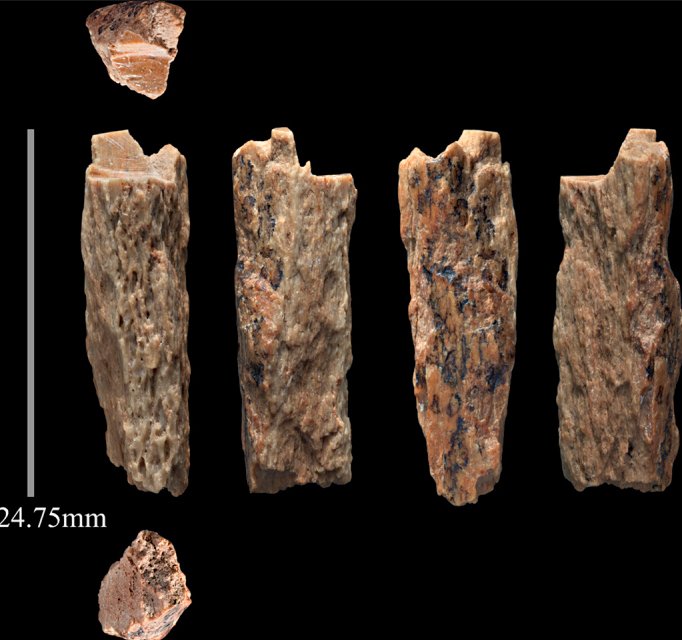 Did You Know Denisovans Were Identified From Fossils Small Enough to Fit in Your Hand?