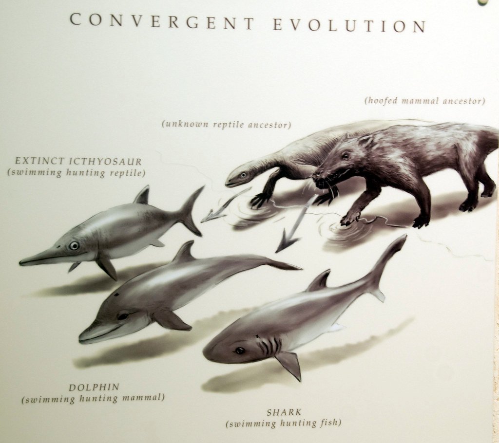 8 Times Evolution Created the Same Strange Solution Millions of Years Apart