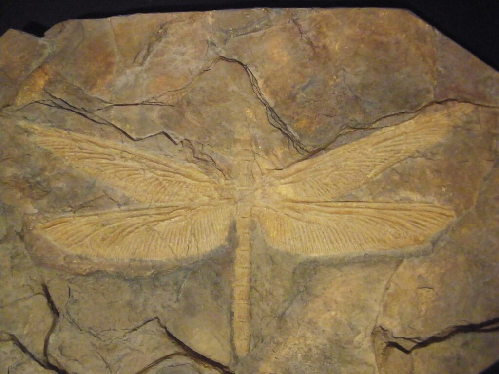 12 Fossil Finds So Strange That Experts Refused to Publish Them