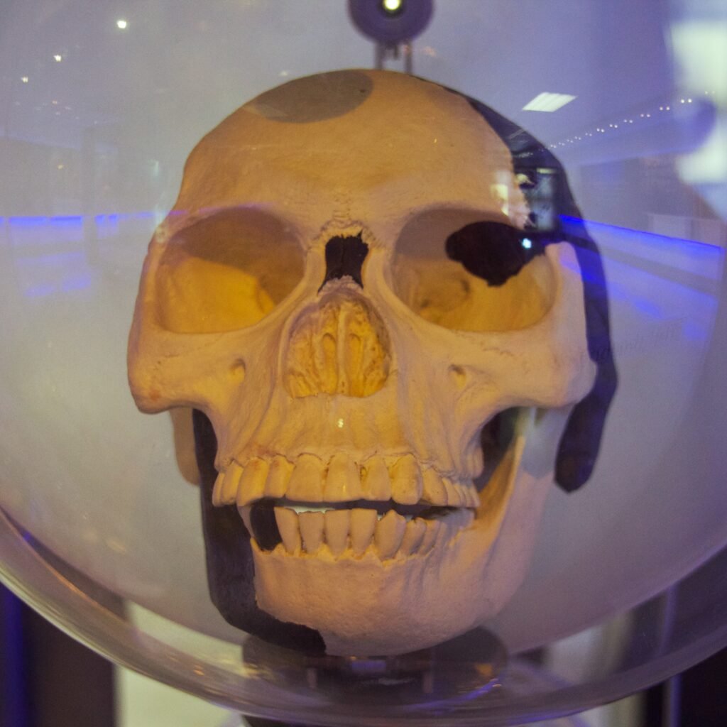 13 Ancient Animal Bones That Turned Out to Belong to Nothing Known